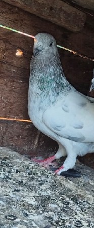 ભૂરી બાજરી વેચવાની છે