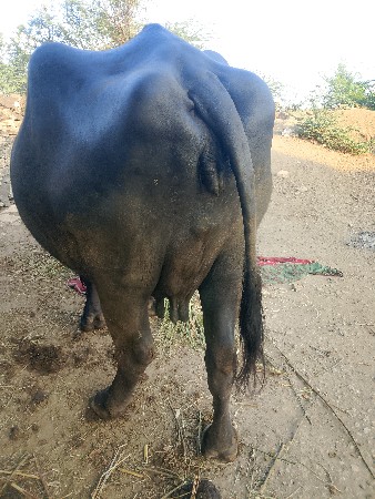 ભેંસ વેચવાની