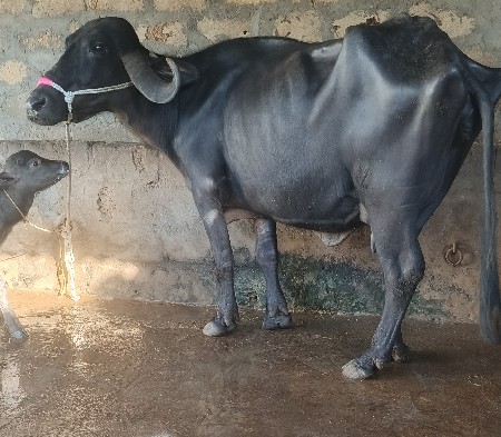 ખડૅલી વૅચવાની છૅ.