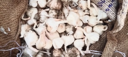 લસણ વેસવાનું છે