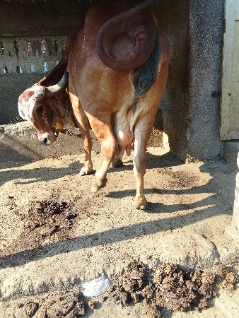 આ ગાય વેચવાની છે