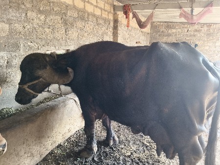 ભેંસ વેચવાની છે
