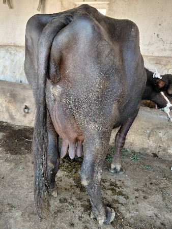 વેચવાની છે
