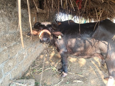 ખળેલી વેચવાની છે