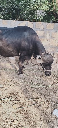 ભેંસ વેચવાની સે