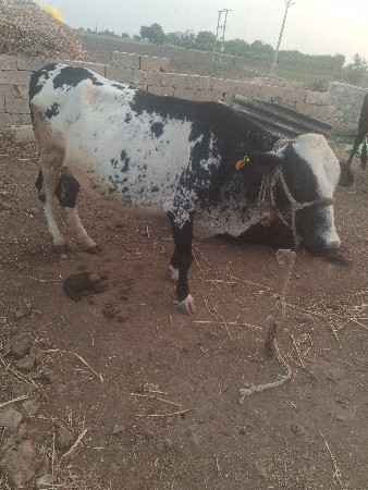 નવમો મયનો સાલે