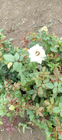 ગામ  ગોરખડી જામજોધપુર