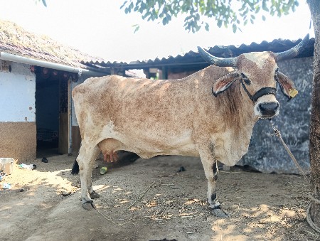 ગાય 🐄 વેચવા ની છે
