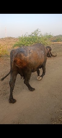 65હજાર પારેત ભેંસ