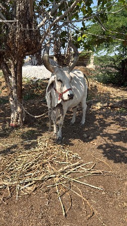 ગાય વેચવાની છે