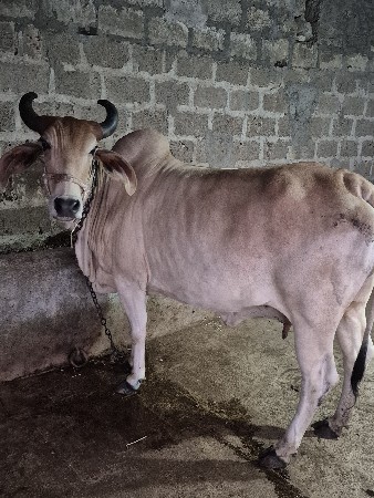 વેચવા ની છે