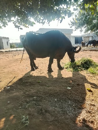 bhesh veshvani che