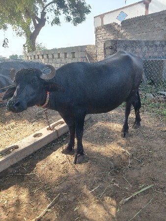 આ ખડેલી વેચવાની છે