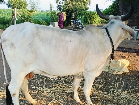 વેસવાની છે