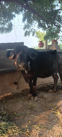બીજું વેતર ખડેલી વેચવાની છે