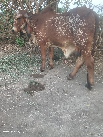 ગીર કાબરો ખૂટ વેચવાનો છે