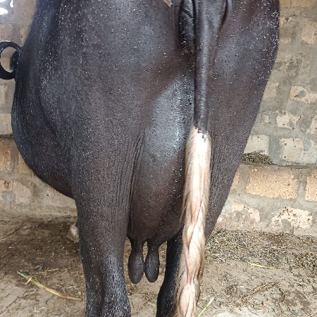 ભેંસ વેચવાની છે