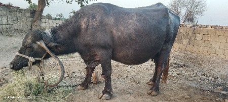 ભેંસ વેચવાની છે