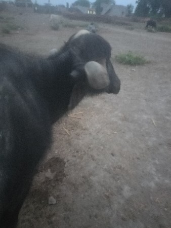 vyajam aavi 2 vetar