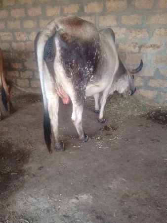 ગાયવેચવાનીછે