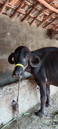 ભેસ