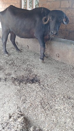 પહેલું વેંતર ખડેલી વહેંચવાની છે