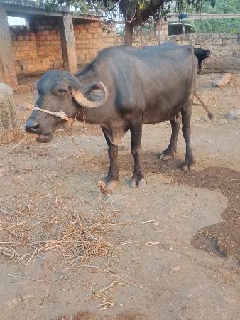 ભેંસ વેચવાની છે
