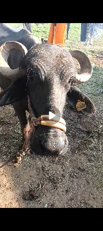 ભેંશ ને પાડી વેચવાની છૅ