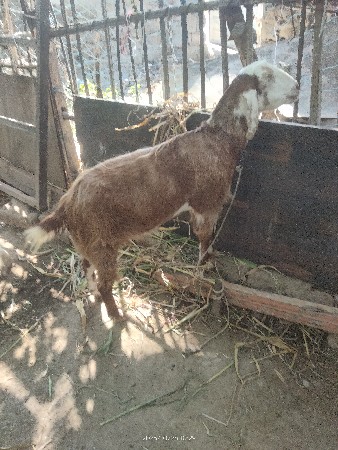 બકરી વેચાવ છે