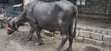 પંદર દીવસ ની વ્યાણેલ બીજુવેતર