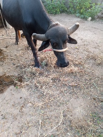 ભેંસ વેચવાની