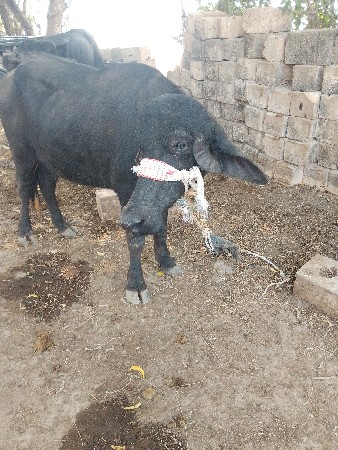 વેચવાનિ