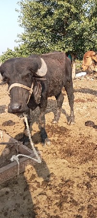 બેય ખડેલા