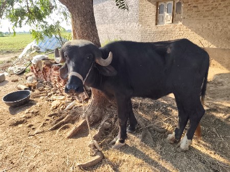 આ ખડેલુ વેચવાની છે