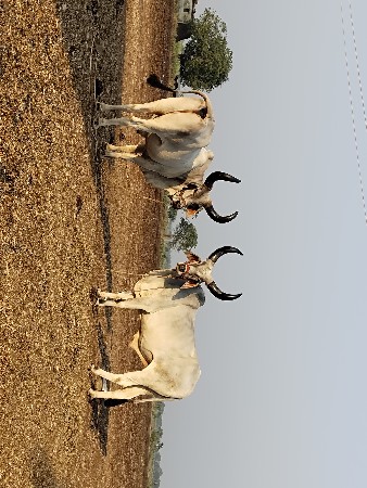 બળદ વેચવાના છે