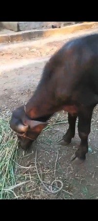 આ પાડો વેશવા નો છે