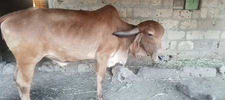 ગીર વાછરડી