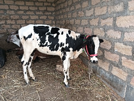 આ જરસીવાસળી વેચવાની