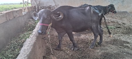 ભેંસ