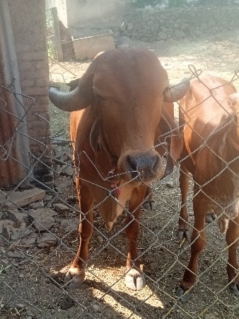 ગીર ગાય