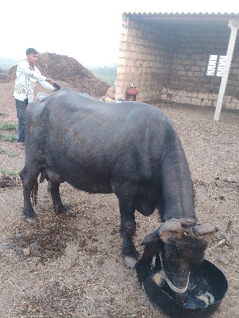 બની ભેંસ