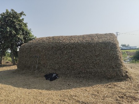 માંડવી નો ભુકો