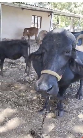 વેચ વા ની