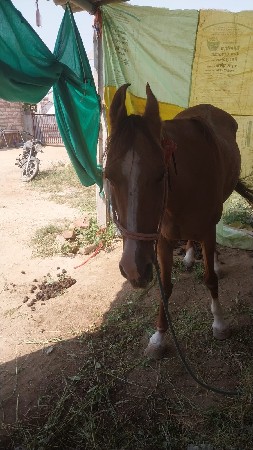 ઘોડી વેચવાની છે
