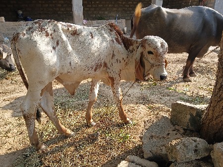 ગીર કાબરી ગાય વેચવાની છે.