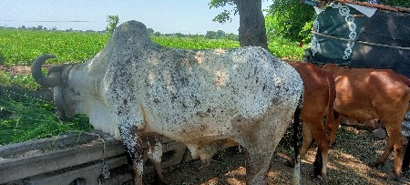 બડદ. દેવાનો. સે