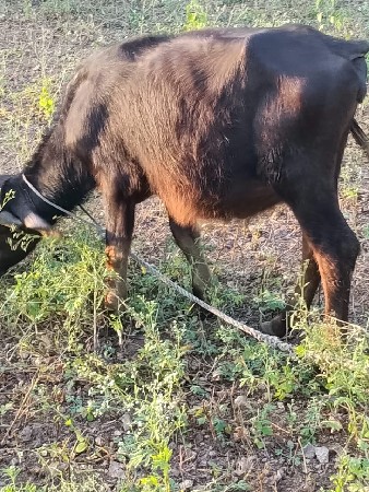 પાડી વેચવાની છે