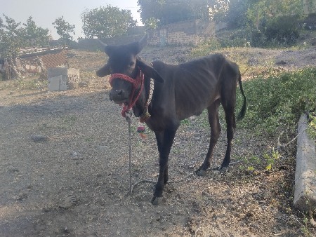 કાળી વાછડી વેચવાની છે