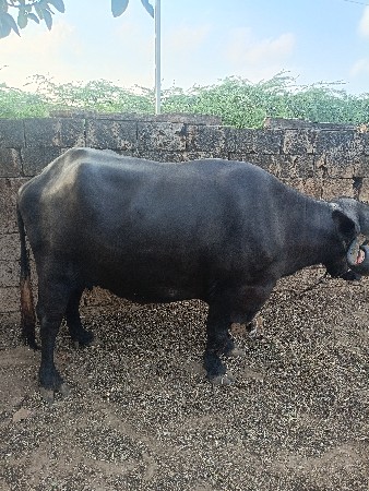 ભેંસ વેચવાની છે