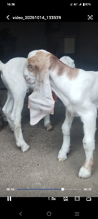 પ્યોર હૈદરાબાદી